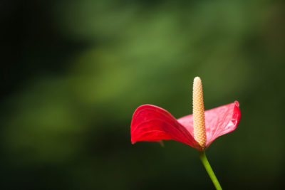 Blüte vor grünem Hintergrund