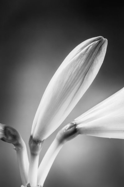 Nahaufnahme einer Blume